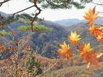 江北魚(yú)嘴最新招聘信息概覽